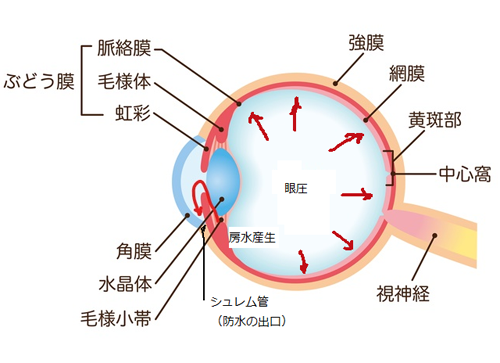 緑内障断面